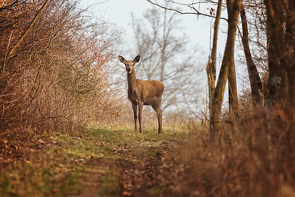 포토 JPG 해외이미지 동물 공원 여자 도로 야생동물 겨울 밭 포유류 자연 사슴 산 털 초원 사람없음 야외 갈색 머리 가을 황무지 숲 사냥 귀 조심 송아지 경보 신중 반추동물 해외202008 해외포토 계절 공공시설 길 새끼 컬러 컨셉 농업 교통시설 사람 신체부위 소 생태계 파일형식