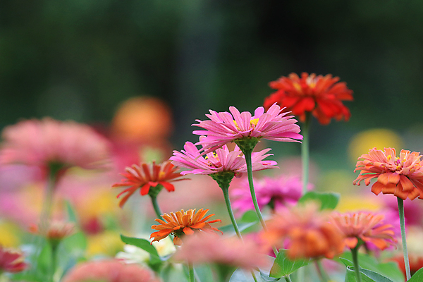 포토 JPG 해외이미지 꽃잎 꽃 사람없음 야외 정원 소프트포커스 해외202008 해외포토 식물 촬영기법 파일형식