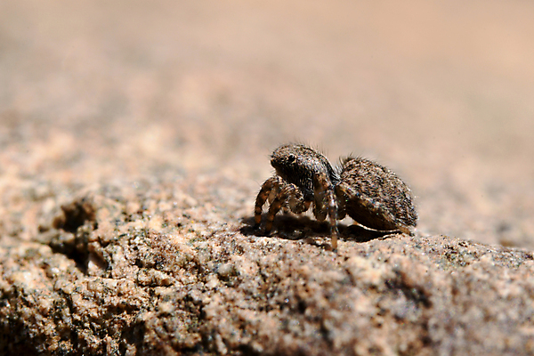 포토 JPG 해외이미지 동물 곤충 자연 사람없음 딱정벌레 육식동물 거미 해외202008 해외포토 생태계 파일형식