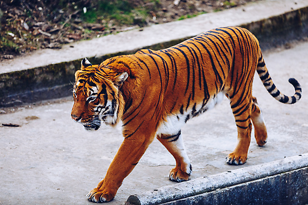포토 JPG 해외이미지 동물 1 야생동물 오렌지 포유류 자연 휴식 생물 털 동물원 사람없음 정원 고양이 힘 줄무늬 잠 호랑이 황무지 위험 큼 열대우림 육식동물 사냥꾼 프라하 동물상 해외202008 해외포토 직업 컨셉 무늬 과일 반려동물 조형물 숲 크기 생태계 체코 파일형식