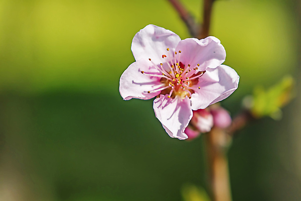 포토 JPG 해외이미지 나무 식물 디자인 계절 꽃 음식 백그라운드 잎 꽃무늬 농업 다이어트 과일 재료 자연 포도 건강 사람없음 빨간색 세트 정원 봄 벚꽃 흰색 나뭇가지 신선 개화 체리 그룹 달콤 맛 작음 그림 유기농 날것 자두 내추럴 고립 숙성 채식주의자 비건 맛있는 해외202008 해외포토 웰빙 산업 컬러 컨셉 무늬 크기 생태계 채식 파일형식