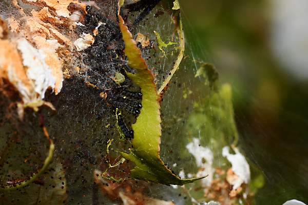 포토 JPG 해외이미지 잎 회색 먹기 해외202008 해외포토 식물 컬러 모션 파일형식