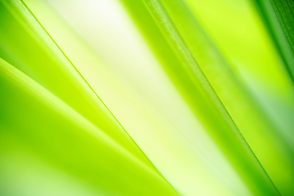 포토 JPG 해외이미지 나무 식물 계절 백그라운드 컨셉 잎 패턴 자연 벽지 추상 잔디 사람없음 초록색 빛 컬러풀 햇빛 태양 우주 환경 정원 맑음 봄 성장 신선 숲 질감 보케 부드러움 내추럴 블러 생태학 카피스페이스 그리너리 효과 해외202008 해외포토 자연요소 교육 컬러 무늬 날씨 공백 감각 생태계 파일형식 트랜드컬러