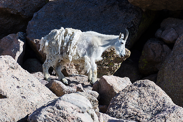 포토 JPG 해외이미지 동물 야생동물 어린이 포유류 자연 날씨 염소 산 털 뿔 풍경 사람없음 야외 줄무늬 들꽃 추위 조약돌 흰색 그룹 고도 언덕 오르기 지역 팩 무료 울퉁불퉁 절정 콜로라도 화강암 해외202008 해외포토 꽃 컬러 무늬 모션 사람 미국 화장품 암석 돌_바위 생태계 파일형식