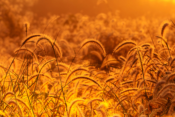 포토 JPG 해외이미지 식물 계절 꽃 행복 실루엣 백그라운드 밭 농업 오렌지 자연 하늘 아침 바람 추상 따뜻함 미술 초원 사람없음 야외 물 여름 빛 햇빛 태양 농장 갈색 노란색 일출 환경 맑음 일몰 새벽 성장 가을 시골 황금 떨어짐 저녁 질감 부드러움 내추럴 해외202008 해외포토 주간 자연요소 감정 산업 컬러 컨셉 무늬 과일 날씨 문화예술 촬영기법 노을 감각 야간 생태계 파일형식