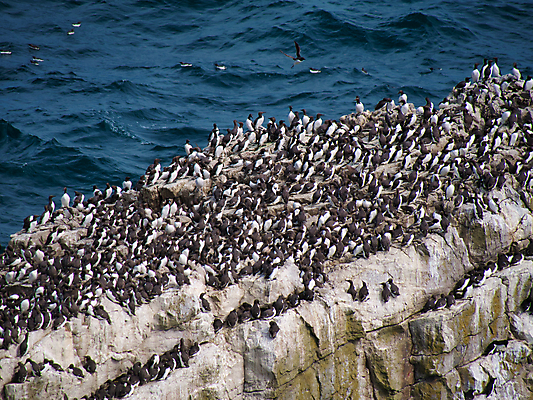 포토 JPG 해외이미지 유럽 야생동물 바다 날개 자연 조류 사람없음 검은색 흰색 둥지 내추럴 동물상 식민지 펨브룩셔 해외202008 해외포토 동물 나라 컬러 조형물 생태계 파일형식