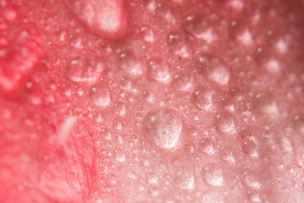 포토 JPG 해외이미지 꽃 분홍색 백그라운드 사람없음 물 물방울 떨어짐 해외202008 해외포토 자연요소 식물 컬러 컨셉 파일형식