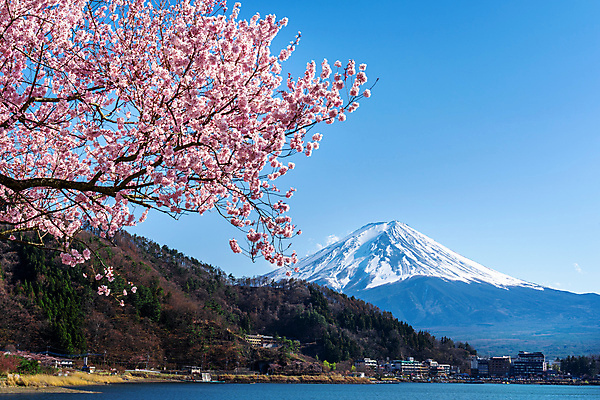 포토 JPG 해외이미지 산 벚꽃 체리 후지산 해외202008 해외포토 꽃 과일 일본 세계문화유산 파일형식