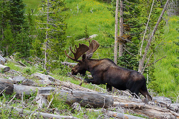 포토 JPG 해외이미지 동물 호수 야생동물 포유류 자연 산 털 종류 사람없음 야외 물 갈색 어둠 코트 종 흰색 소나무 소 습지 숲 위험 큼 시원함 속눈썹 버드나무 황소 코 귀 무거움 주둥이 엘크 콜로라도 벨벳 해외202008 해외포토 자연요소 나무 컬러 컨셉 신체부위 미국 외투 무게 크기 실크 눈썹 생태계 파일형식