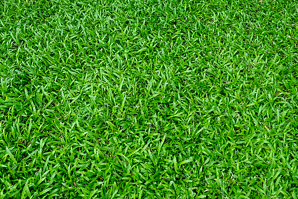 포토 JPG 해외이미지 식물 스포츠 백그라운드 잎 패턴 밭 골프 자연 벽지 놀이 풍경 잔디 초원 사람없음 야외 장식 초록색 환경 정원 축구 경기장 봄 성장 게임 신선 땅 허브 에코 질감 내추럴 땅바닥 생태학 그리너리 해외202008 해외포토 계절 교육 컬러 무늬 농업 스포츠시설 바닥 구기 생태계 파일형식 트랜드컬러