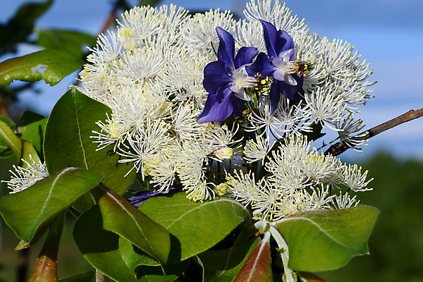 포토 JPG 해외이미지 식물 꽃 자연 사람없음 그리너리 해외202008 해외포토 생태계 파일형식 트랜드컬러