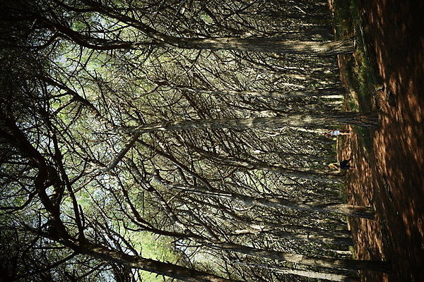 포토 JPG 해외이미지 나무 유럽 바다 자연 휴가 풍경 해변 사람없음 야외 목재 여름 태양 이탈리아 안개 소나무 황무지 분위기 숲 지중해 토스카나 해외202008 해외포토 자연요소 식물 계절 나라 컨셉 재료 날씨 생태계 파일형식