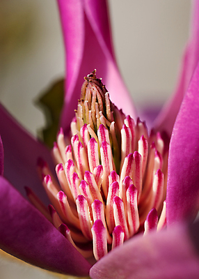 포토 JPG 해외이미지 나무 식물 계절 공원 꽃잎 꽃 꽃무늬 자연 풍경 사람없음 정원 보라색 성장 벚꽃 신선 개화 닫기 관목 원예 화단 목련 영원 해외202008 해외포토 공공시설 컬러 무늬 모션 취미 생태계 파일형식