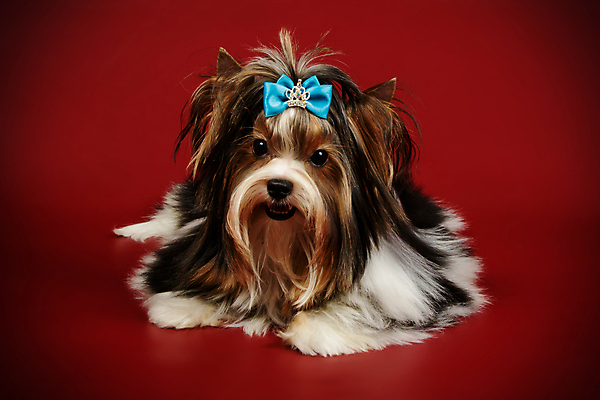 포토 JPG 해외이미지 동물 1 행복 새끼 백그라운드 새로움 털 사람없음 빨간색 반려동물 검은색 거울 흰색 개 달콤 강아지 작음 요크셔테리어 테리어 활 솜털 송곳니 기르기 비버 삼색 해외202008 우호적 해외포토 감정 컬러 컨셉 포유류 맛 치아 크기 돌봄 파일형식