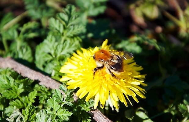 포토 JPG 해외이미지 꽃잎 꽃 잎 자연 사람없음 아웃포커스 봄 화창 해외202008 해외포토 식물 계절 날씨 촬영기법 생태계 파일형식