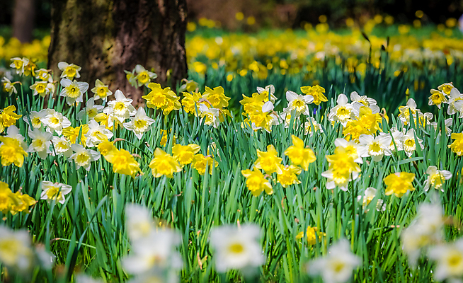포토 JPG 해외이미지 꽃잎 잎 근접촬영 사람없음 야외 정원 소프트포커스 수선화 해외202008 해외포토 식물 꽃 뷰포인트 촬영기법 파일형식