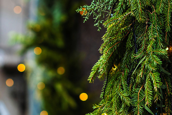 포토 JPG 해외이미지 나무 전통 디자인 계절 행복 리본 백그라운드 크리스마스 겨울 공 벽지 휴가 전등 새로움 사람없음 장식 빨간색 빛 파티 축제 화환 나뭇가지 등불 축하 인사 소나무 신용카드 황금 닫기 연도 심볼 고립 카피스페이스 해외202008 해외포토 식물 기념일 꽃 감정 컬러 컨셉 모션 조명 이벤트 금융 공백 예절 파일형식