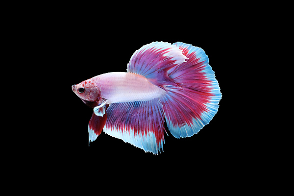 포토 JPG 해외이미지 동물 남자 얼굴 클리핑패스 분홍색 포즈 백그라운드 이동 모션 벽지 어류 미술 사람없음 옆모습 물 컬러풀 보라색 검은색 수영 분노 흰색 의식 고급 우아함 자르기 싱글 싸움 각도 대리석 라벤더 고립 이국적 해외202008 해외포토 자연요소 꽃 감정 뷰포인트 컬러 컨셉 재료 문화예술 사람 신체부위 수중동물 수상스포츠 허브 파일형식