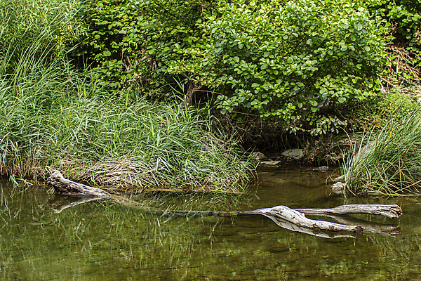 포토 JPG 해외이미지 나무 호수 모래 자연 산 풍경 사람없음 물 여름 관광지 강 봄 이탈리아 흐름 달콤 암초 아이비 내추럴 해외202008 해외포토 자연요소 식물 계절 유럽 여행 컨셉 맛 생태계 파일형식