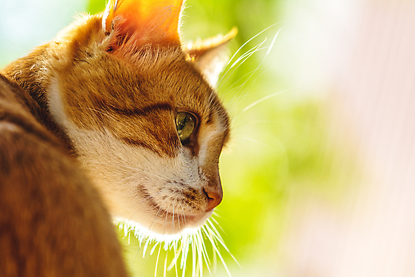 포토 JPG 해외이미지 동물 응시 시선 꽃 행복 얼굴 포즈 백그라운드 밭 포유류 자연 놀이 휴식 주택 털 건강 잔디 초원 사람없음 야외 빨간색 초록색 여름 반려동물 정원 고양이 봄 달콤 작음 호기심 사냥 얼룩무늬 수의사 내추럴 해외202008 해외포토 식물 계절 감정 컬러 컨셉 무늬 농업 건물 신체부위 의사 맛 크기 생태계 파일형식
