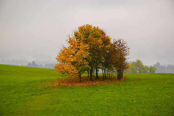 포토 JPG 해외이미지 나무 응시 계절 유럽 단풍 잎 곡선 오렌지 자연 휴식 산 따뜻함 사람없음 야외 빨간색 초록색 컬러풀 노란색 평화 침묵 이탈리아 하이킹 가을 변화 황금 숲 오솔길 11월 은행 알프스 10월 강렬 광 생태학 처음 로키산맥 해외202008 해외포토 식물 시선 교육 나라 길 선 컬러 컨셉 과일 레저 금융 소리 날짜 생태계 파일형식