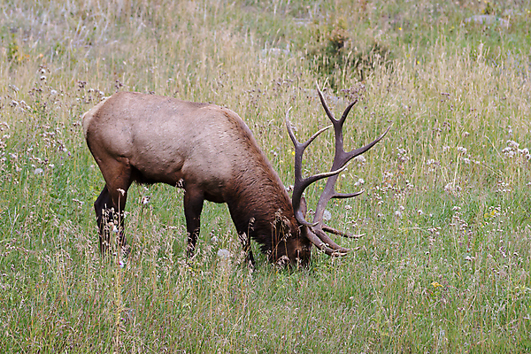 포토 JPG 해외이미지 동물 호수 야생동물 포유류 가족 자연 사슴 산 털 종류 사람없음 물 갈색 어둠 코트 종 흰색 소나무 소 습지 숲 큼 시원함 속눈썹 버드나무 바퀴자국 황소 코 귀 무거움 주둥이 엘크 콜로라도 벨벳 해외202008 해외포토 자연요소 나무 컬러 관계 자국 신체부위 미국 외투 무게 크기 실크 눈썹 생태계 파일형식