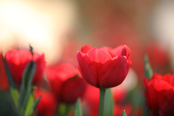 포토 JPG 해외이미지 꽃잎 꽃 풍경 근접촬영 사람없음 야외 아웃포커스 튤립 해외202008 해외포토 식물 뷰포인트 촬영기법 파일형식