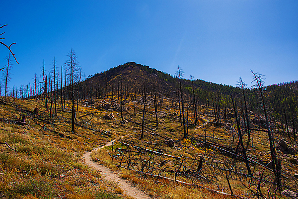 포토 JPG 해외이미지 나무 공원 길 채소 자국 불 날씨 새로움 사람없음 야외 노란색 환경 미국 손상 하이킹 탐험 가을 소나무 분위기 숲 9월 생태계 나무껍질 지역 층 서식지 대서양 깨짐 비극 생태학 재앙 콜로라도 효과 해외202008 해외포토 자연요소 식물 계절 공공시설 교육 바다 컬러 컨셉 북아메리카 레저 껍질 날짜 파일형식