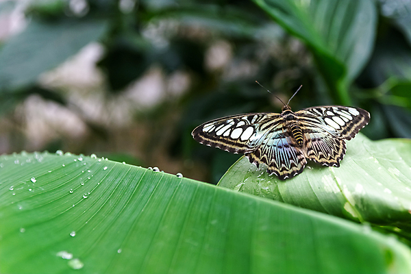 포토 JPG 해외이미지 동물 계절 꽃 야생동물 나비 곤충 잎 자연 휴식 안테나 앉기 사람없음 야외 초록색 환경 활발 회색 흰색 우아함 작음 묘사 싱글 강렬 무료 이국적 해외202008 해외포토 식물 컬러 컨셉 통신 모션 크기 생태계 파일형식