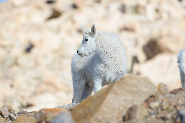 포토 JPG 해외이미지 동물 야생동물 어린이 포유류 자연 날씨 염소 산 털 뿔 풍경 사람없음 야외 줄무늬 들꽃 추위 조약돌 흰색 그룹 고도 언덕 오르기 지역 팩 무료 울퉁불퉁 절정 콜로라도 화강암 해외202008 해외포토 꽃 컬러 무늬 모션 사람 미국 화장품 암석 돌_바위 생태계 파일형식