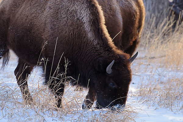 포토 JPG 해외이미지 동물 남자 야생동물 겨울 밭 신체 포유류 자연 산 털 뿔 성인 사람없음 야외 파란색 갈색 어둠 코트 소 군중 위험 큼 들소 순수 황소 지역 무거움 공격적 어려움 찰과상 콜로라도 해외202008 해외포토 계절 컬러 컨셉 농업 사람 미국 외투 무게 상처 크기 생태계 파일형식