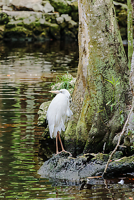 포토 JPG 해외이미지 동물 여자 남자 야생동물 날개 자연 조류 이끼 사람없음 물 파란색 강 반사 계란 흰색 쌍 큼 왜가리 깃털 부리 사냥꾼 목 양치류 이국적 콜로라도 플로리다 해외202008 해외포토 자연요소 직업 컬러 사람 신체부위 알 미국 크기 생태계 파일형식
