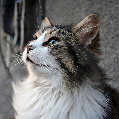 포토 JPG 해외이미지 동물 1 응시 얼굴 음식 백그라운드 포유류 주택 털 사람없음 옆모습 초록색 반려동물 고양이 회색 흰색 맛 모피 먹기 묘사 부드러움 얼룩무늬 솜털 해외202008 해외포토 시선 뷰포인트 컬러 컨셉 무늬 모션 건물 신체부위 감각 파일형식