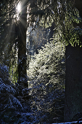 포토 JPG 해외이미지 나무 계절 겨울 자연 그림자 풍경 사람없음 목재 빛 햇빛 태양 평화 환경 냉동 얼음 성장 광선 흰색 소나무 비교 그룹 숲 큼 신비 12월 서리 상록수 침엽수 마법 전나무 깊이 삼림지대 해외202008 해외포토 자연요소 식물 컬러 컨셉 재료 날짜 크기 생태계 파일형식