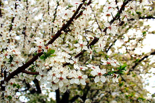 포토 JPG 해외이미지 나무 식물 꽃잎 꽃 자연 사람없음 야외 벚꽃 흰색 개화 달콤 해외202008 해외포토 컬러 맛 생태계 파일형식