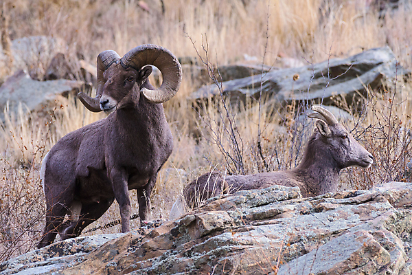 포토 JPG 해외이미지 여자 남자 어린이 모래 겨울 포유류 털 뿔 사람없음 빛 태양 힘 들꽃 가을 붓 양 뜨거움 소 군중 먹기 바퀴자국 냄새 문학 암초 송아지 램 어려움 옛날 콜로라도 해외202008 해외포토 자연요소 동물 계절 꽃 새끼 자국 모션 사람 미국 파일형식
