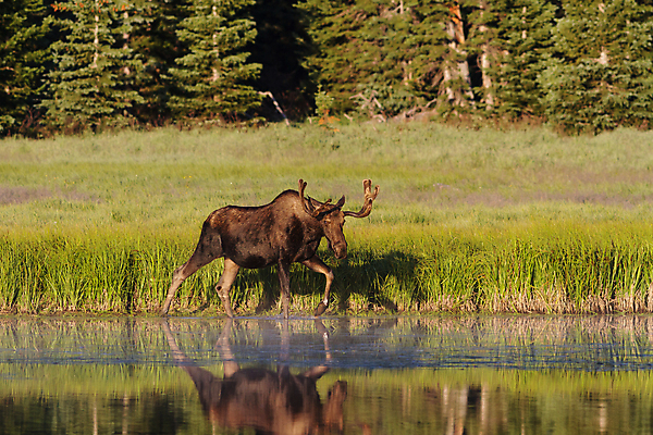 포토 JPG 해외이미지 동물 호수 야생동물 포유류 자연 산 털 종류 사람없음 초록색 물 갈색 어둠 코트 종 흰색 소나무 소 습지 군중 숲 위험 큼 시원함 속눈썹 버드나무 황소 코 귀 무거움 주둥이 콜로라도 벨벳 해외202008 해외포토 자연요소 나무 컬러 컨셉 사람 신체부위 미국 외투 무게 크기 실크 눈썹 생태계 파일형식