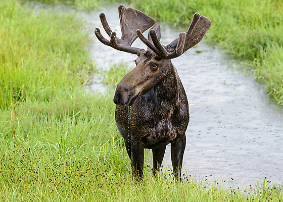 포토 JPG 해외이미지 동물 호수 야생동물 포유류 자연 산 털 종류 사람없음 물 갈색 어둠 코트 종 흰색 소나무 소 습지 숲 위험 큼 시원함 속눈썹 버드나무 황소 코 귀 무거움 주둥이 엘크 콜로라도 벨벳 해외202008 해외포토 자연요소 나무 컬러 컨셉 신체부위 미국 외투 무게 크기 실크 눈썹 생태계 파일형식