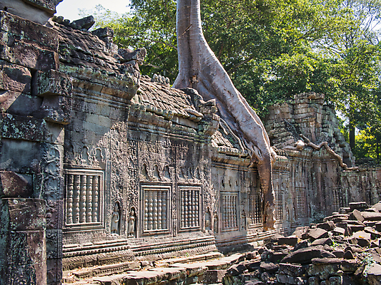 포토 JPG 해외이미지 나무 사찰 땅 폐허 A 해외202008 해외포토 식물 알파벳 종교건축 파일형식