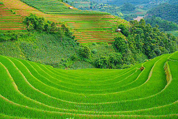 포토 JPG 해외이미지 백그라운드 컨셉 밥 불꽃 산 풍경 햇빛 베트남 계단식 논밭 해외202008 해외포토 음식 밭 불 논 태양 동남아시아 파일형식
