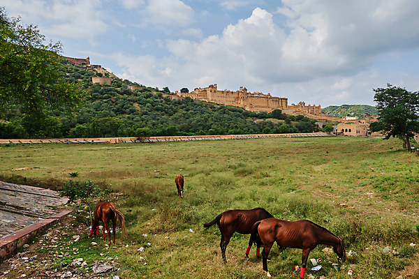 포토 JPG 해외이미지 밭 함께함 성 방목 해외202008 해외포토 건축물 컨셉 농업 축산업 파일형식