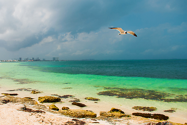 포토 JPG 해외이미지 바다 갈매기 멕시코 방파제 전후 해외202008 해외포토 공공시설 북아메리카 조류 비교 파일형식
