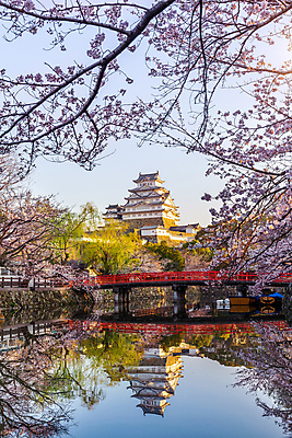 포토 JPG 해외이미지 벚꽃 체리 해외202008 해외포토 꽃 과일 파일형식