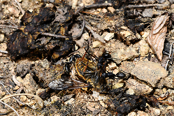 포토 JPG 해외이미지 검은색 땅바닥 해외202008 해외포토 컬러 바닥 파일형식