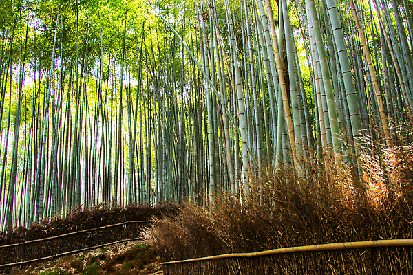 포토 JPG 해외이미지 백그라운드 햇빛 숲 대나무 해외202008 해외포토 나무 태양 파일형식
