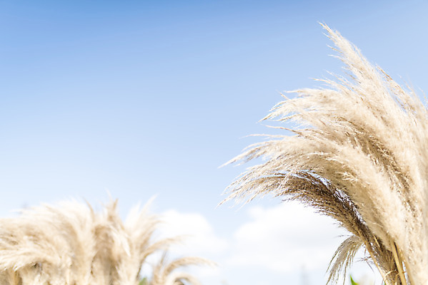 포토 JPG 주간 계절 여행 꽃밭 자연 하늘 풍경 사람없음 야외 가을풍경 가을 편안함 감성 팜파스그라스 국내포토 자연요소 식물 꽃 컨셉 감각 생태계 파일형식 가을_계절