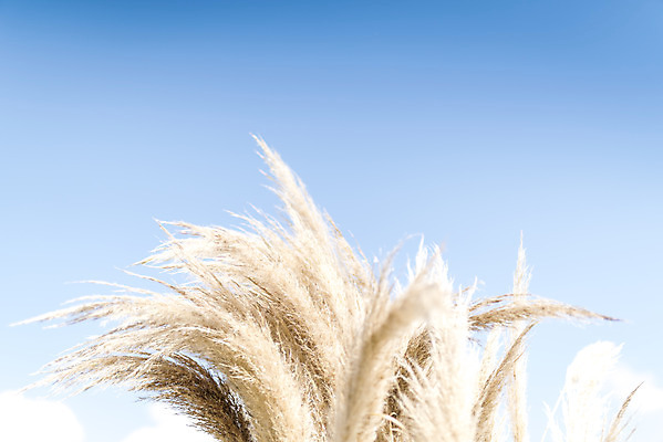 포토 JPG 주간 계절 여행 꽃밭 자연 하늘 풍경 사람없음 야외 가을풍경 가을 편안함 감성 팜파스그라스 국내포토 자연요소 식물 꽃 컨셉 감각 생태계 파일형식 가을_계절