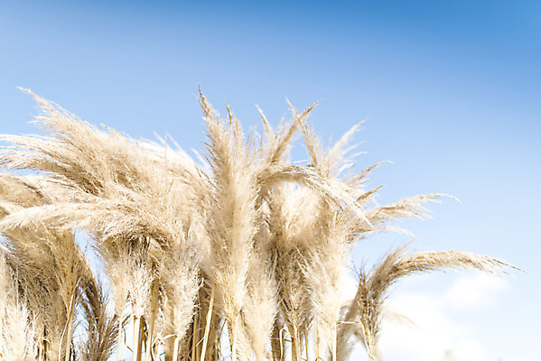포토 JPG 주간 계절 여행 꽃밭 자연 하늘 풍경 사람없음 야외 가을풍경 가을 편안함 감성 팜파스그라스 국내포토 자연요소 식물 꽃 컨셉 감각 생태계 파일형식 가을_계절