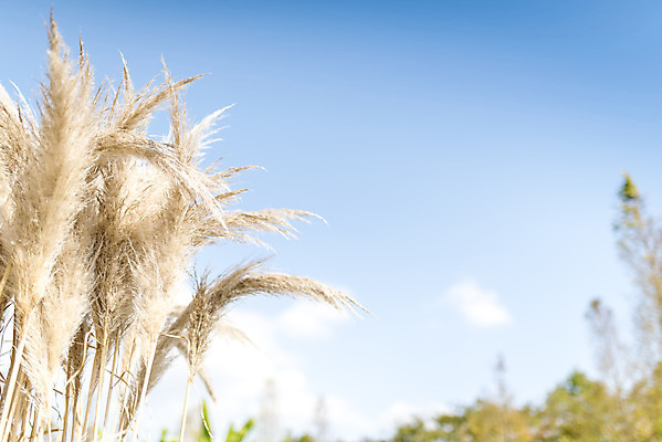 포토 JPG 주간 계절 여행 꽃밭 자연 하늘 풍경 사람없음 야외 가을풍경 가을 편안함 감성 팜파스그라스 국내포토 자연요소 식물 꽃 컨셉 감각 생태계 파일형식 가을_계절