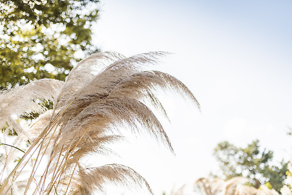포토 JPG 주간 계절 여행 꽃밭 자연 하늘 풍경 사람없음 야외 가을풍경 가을 편안함 감성 팜파스그라스 국내포토 자연요소 식물 꽃 컨셉 감각 생태계 파일형식 가을_계절